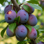 5ft 'Opal' Plum Tree | 9L Pot | 2 Years Old